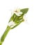 White Ornithogalum flowering spike