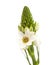 White Ornithogalum flowering spike