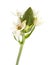 White Ornithogalum flowering spike