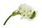 White ornithogalum flowers isolated