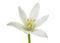 White Ornithogalum (Grass Lily) Flower