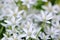 White Ornithogalum Grass Lily Flowers Close-Up