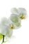 White orquid flower ornamental