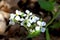 White Orychophragmus violaceus flowers, Marian Bear Memorial Park,