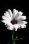 White Osteospermum flower