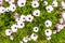 White Osteospermum flower Cape daisy