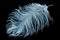 White ostrich feather