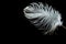 White ostrich feather,Copy space
