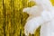 White ostrich feathers on gold texture background, 20s in luxurious retro flat lay creative concept. Roaring 1920s style