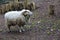 White Ouessant sheep standing in the mud