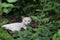 A white outdoor cat is sitting on a bush while looking at the camera, Domestic cat hunting outdoors