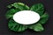 White oval blank card with green exotic jungle leaves on black background. Monstera, philodendron, fan palm, banana leaf