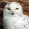 White Owl