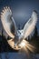 White owl flying with flapping wings in snowy winter wilderness