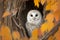 White owl hidden in autumn tree. A snowy owl perched on a branch in spring