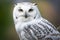 White owl hidden in autumn tree. A snowy owl perched on a branch in spring