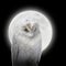 White Owl in Night with Moon