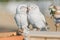 White owl sculpture pottery. Kissing couple of birds - wedding decor.