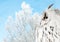 White owl on winter birches branches background