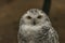 White owl with yellow eyes in autumn cloudy day in Germany