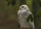 White owl with yellow eyes in autumn cloudy day in Germany