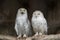 White owls