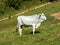 White ox on green pasture bull livestock - cattle raising