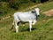 White ox on green pasture bull livestock - cattle raising