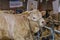 White ox in a sheepfold at the cattle fair.