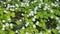 White Oxalis blooms in the forest in spring. View using the slider.
