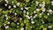 White Oxalis blooms in the forest in spring. View using the slider.