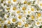White oxeye daisies, Leucanthemum vulgare