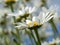 White oxeye daisies in a summer garden