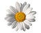 White oxeye daisy