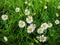 White oxeye daisy flowers blossom in spring