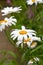 White Oxeye Daisy Leucanthemum vulgare, after the rain