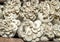 white oyster mushroom in the farm