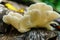 White oyster mushroom on the tree close up