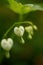 White pacific bleeding heart flowers. Soft defocused macro shoot of Dicentra