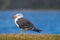 White Pacific Gull with yellow bill and red tip standing near ocean in Tasmania, Australia.