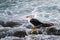 White Pacific Gull with yellow bill and red tip standing on rock