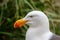 White pacific seagull Close Up head portrait