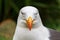 White pacific seagull Close Up head portrait