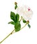 White Paeonia peregrina isolated