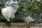 White paeony blooming in the flowerbed