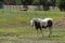 White paint horse with brown belly in pasture