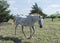 White paint horse walking in grassy pasture