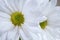 White Painted daisy flowers for spring and summer seasons bright and cheerful