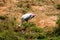 A white painted storks bird walking on zoo close view looking awesome.