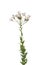 White Palafoxia wildflower on white